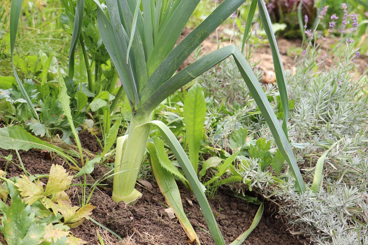 Lauch (Allium porrum)