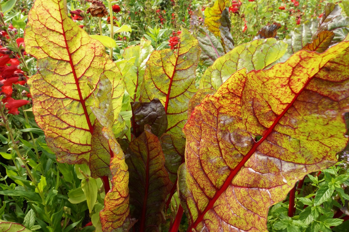 Mangold (Beta vulgaris)