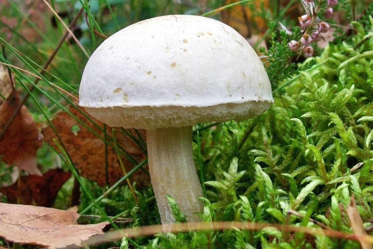 Moor-Birkenpilz (Leccinum holopus)