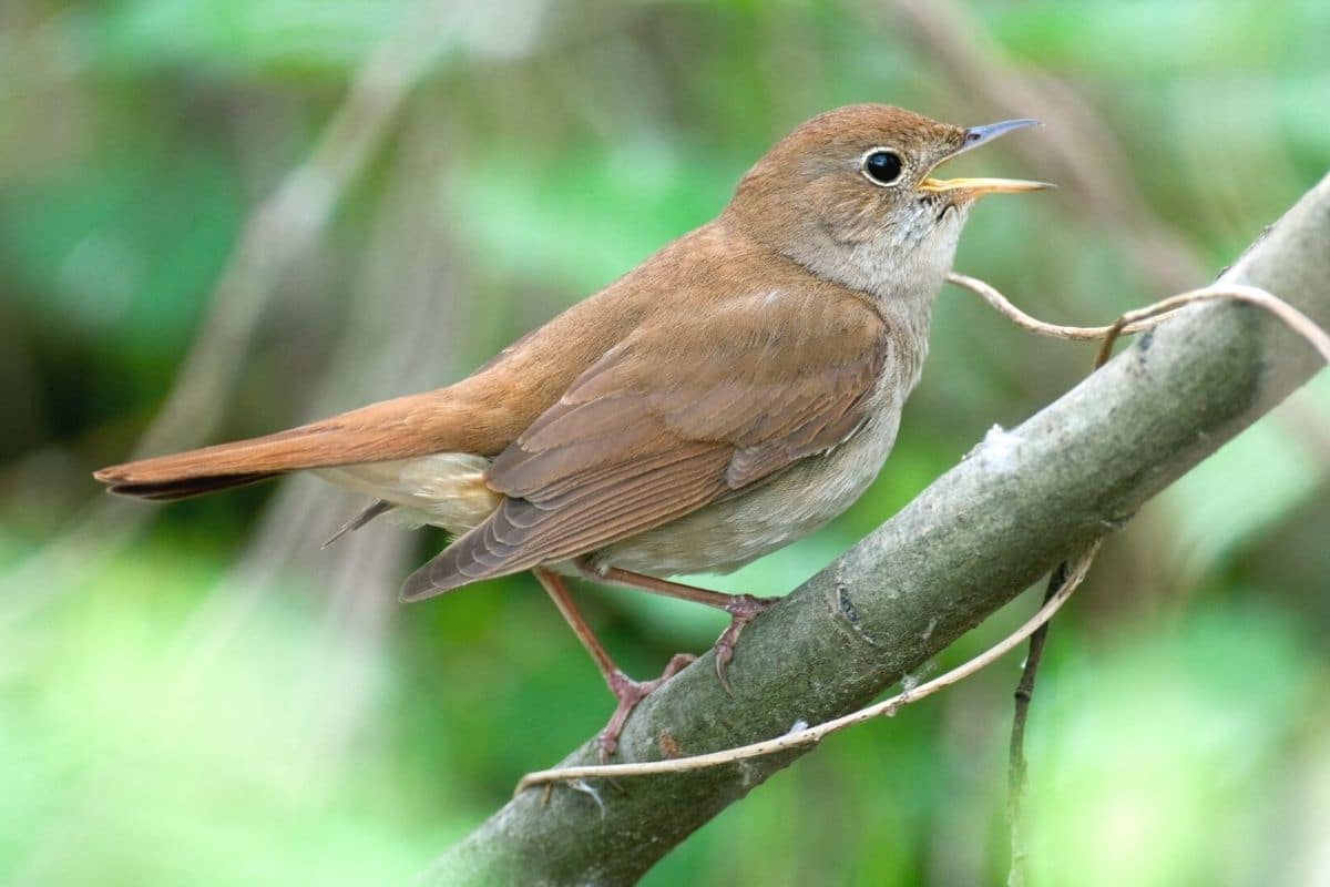 Nachtigall (Luscinia megarhynchos)