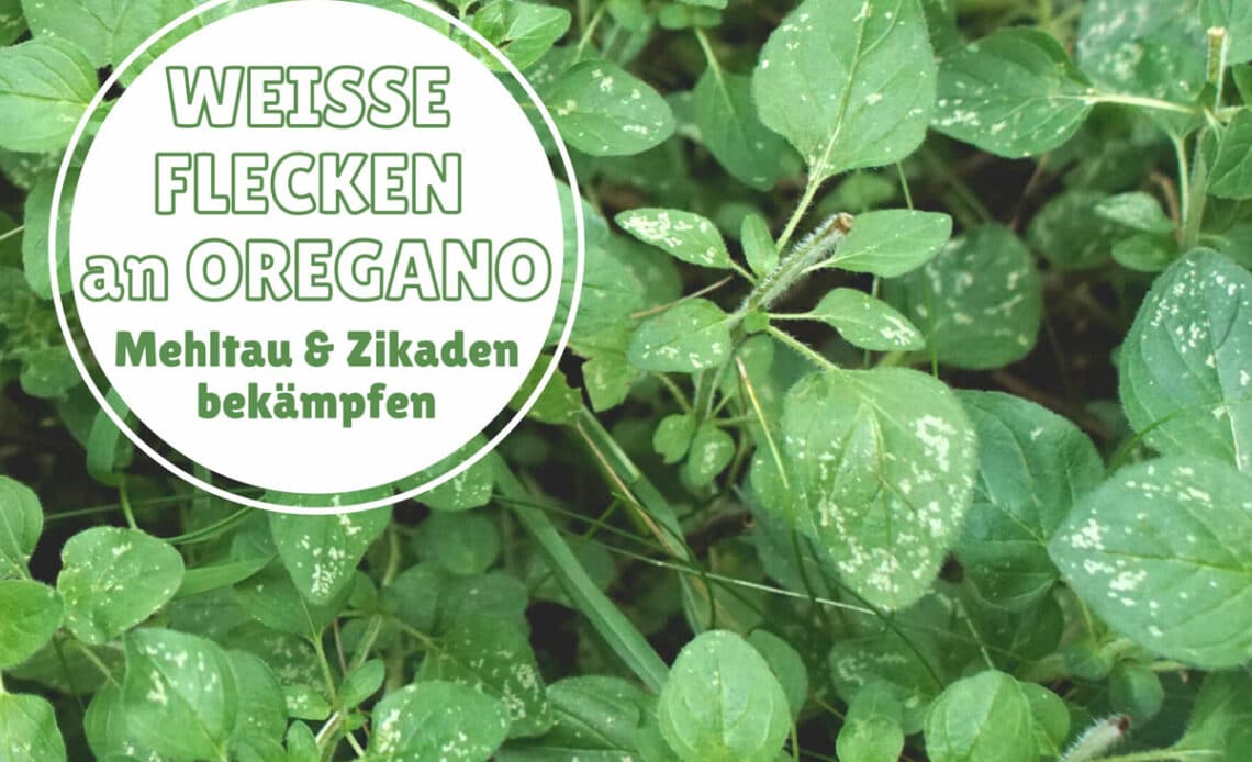 Weiße Flecken an Oregano-Blättern