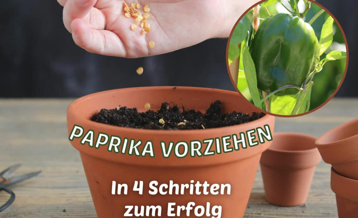 Paprika vorziehen