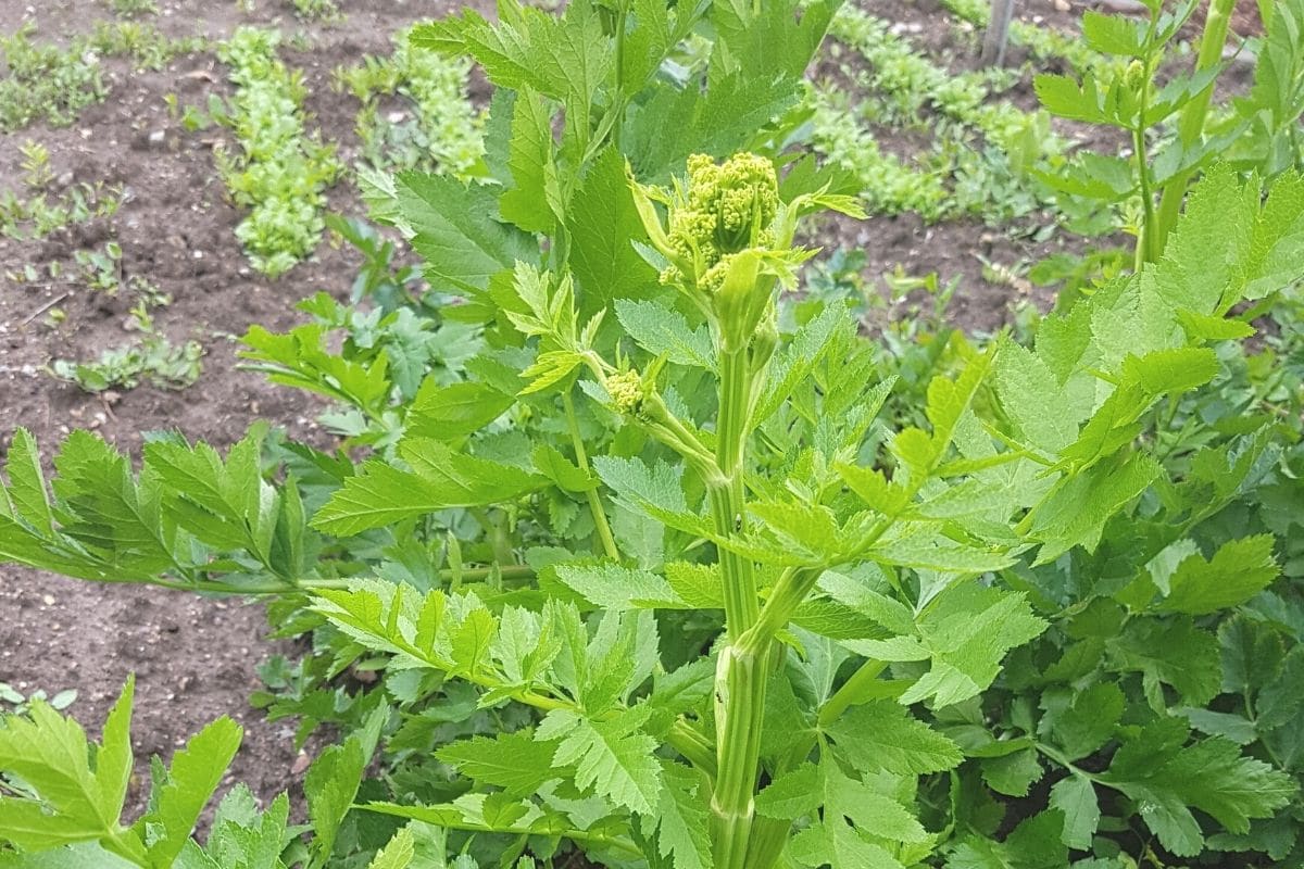 Tomaten-Mischkultur - Pastinake (Pastinaca sativa)