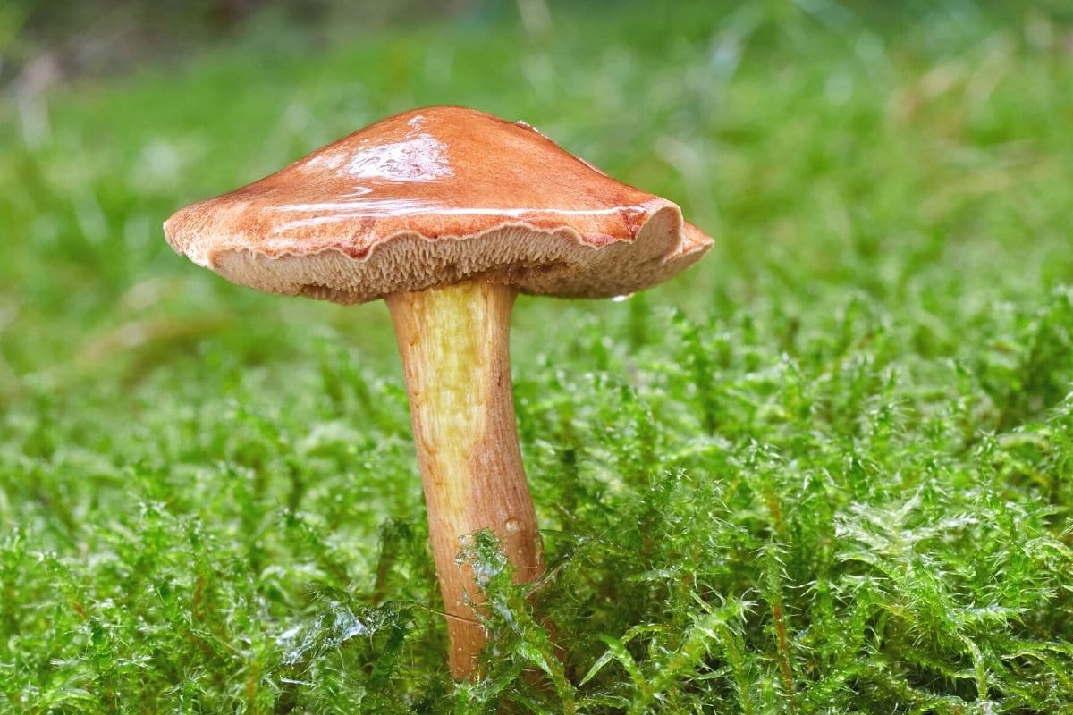 Pfeffer-Röhrling (Chalciporus piperatus)