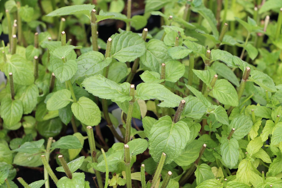 Tomaten-Mischkultur - Pfefferminze (Mentha x piperita)