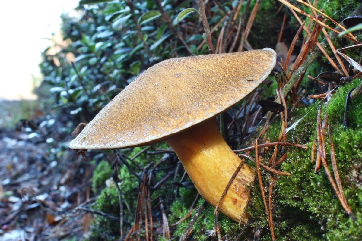 Sand-Röhrling (Suillus variegatus)