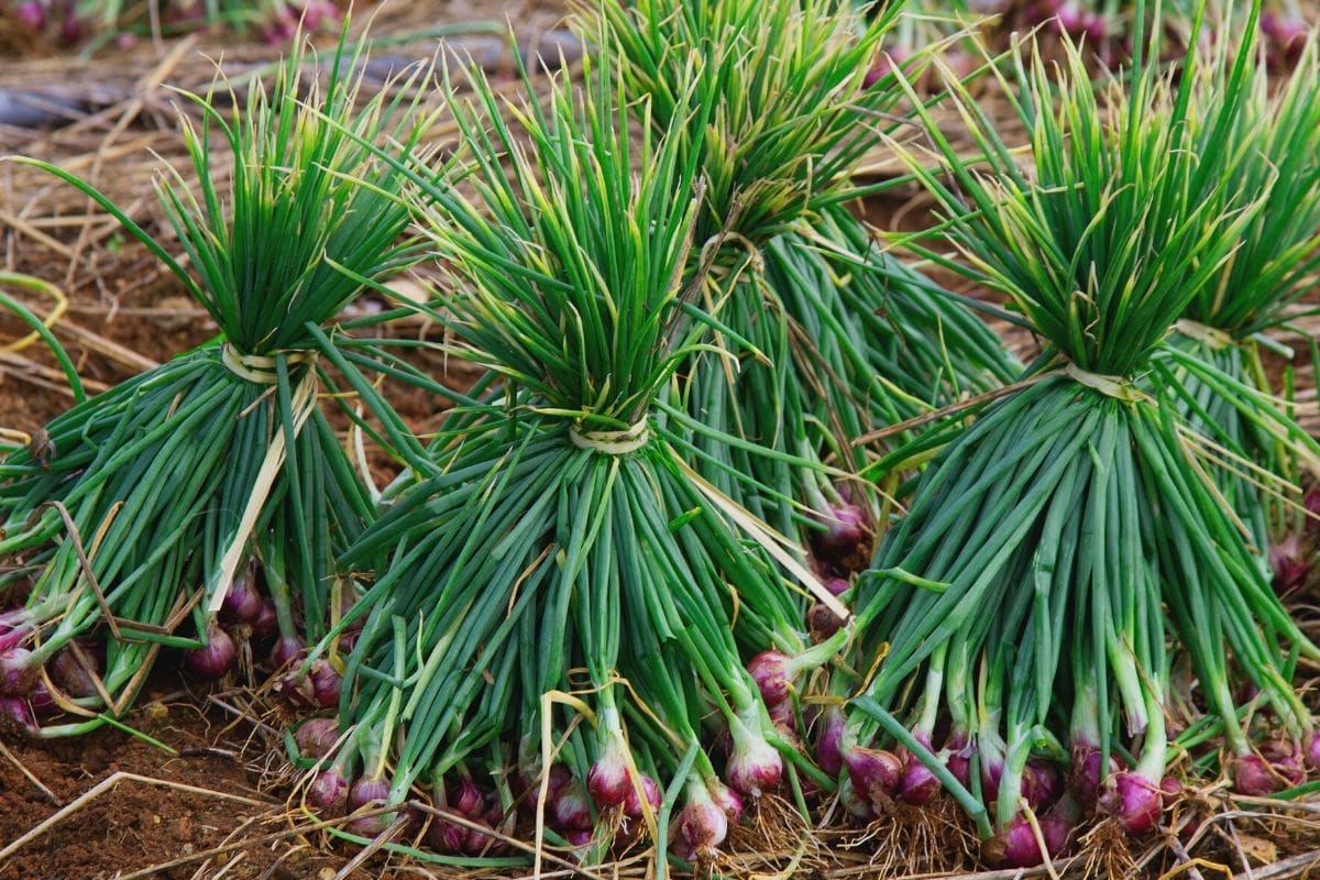 Schalotten (Allium ascalonicum)