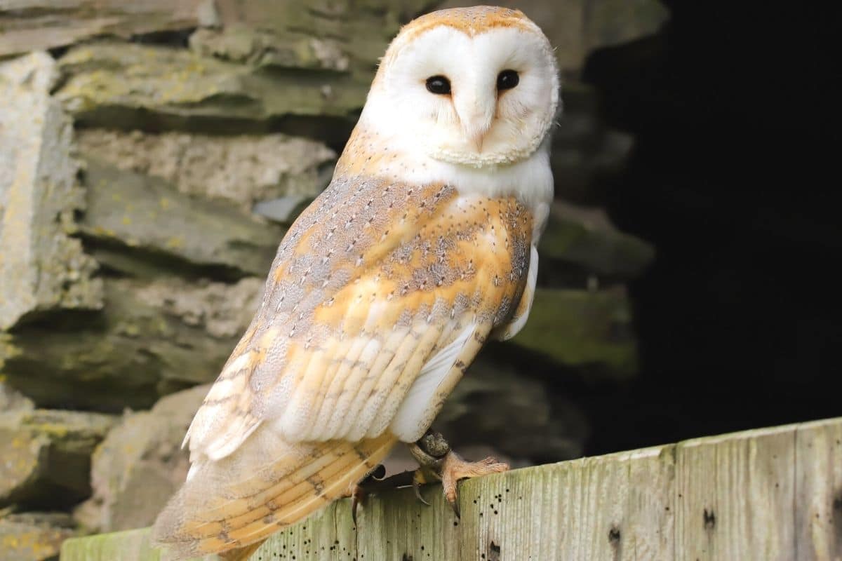 Schleiereule (Tyto alba)