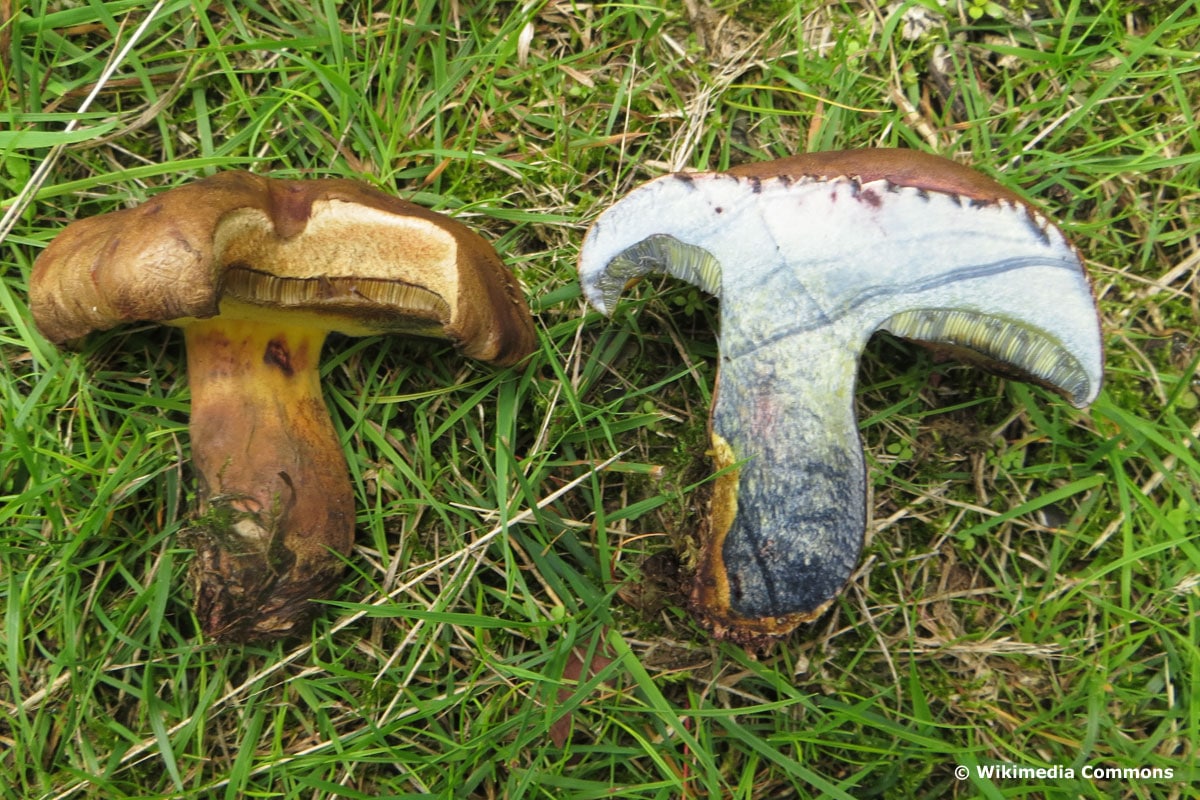 Schwarzblauender Röhrling (Cyanoboletus pulverulentus)