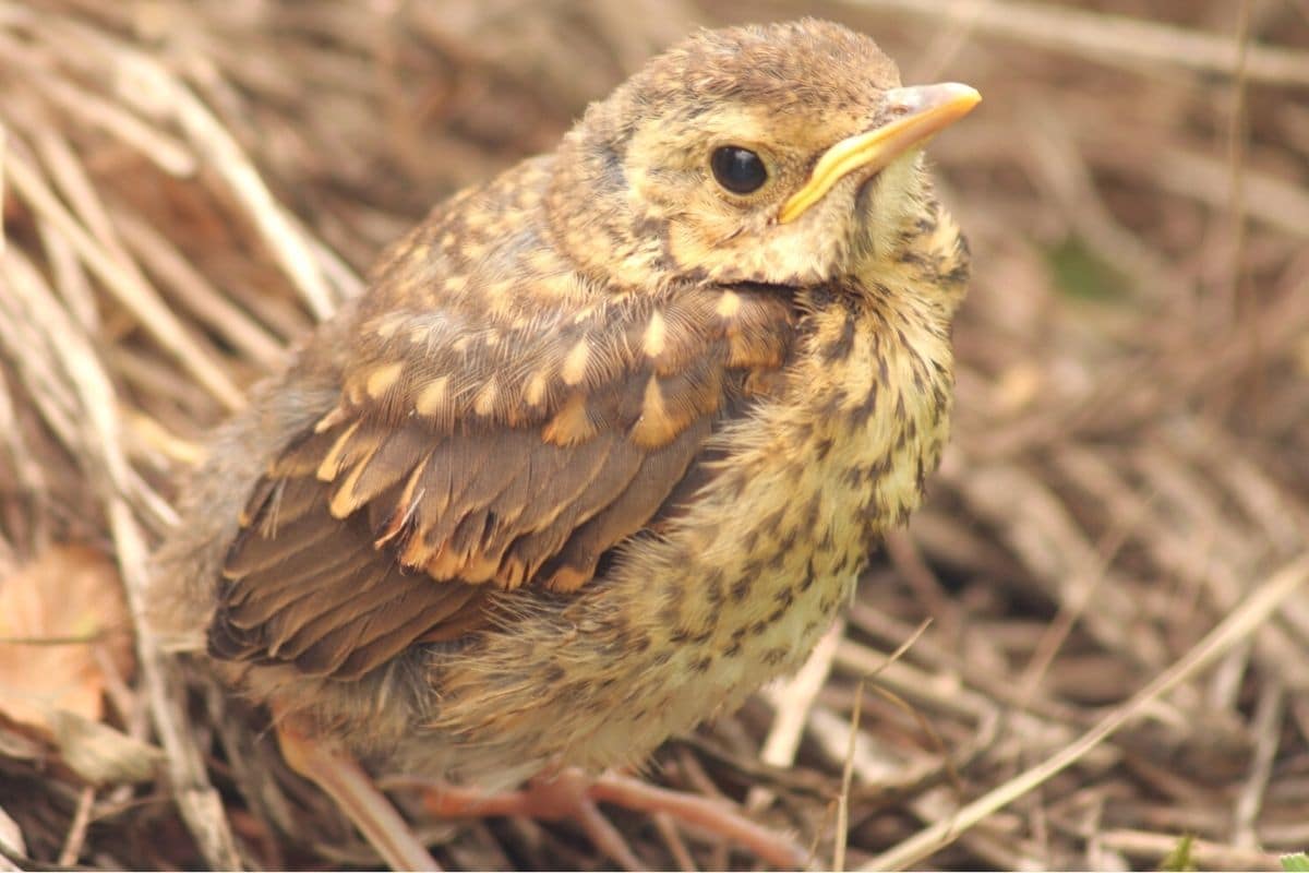 Vögel, die nachts singen - Singdrossel (Turdus philomelos)