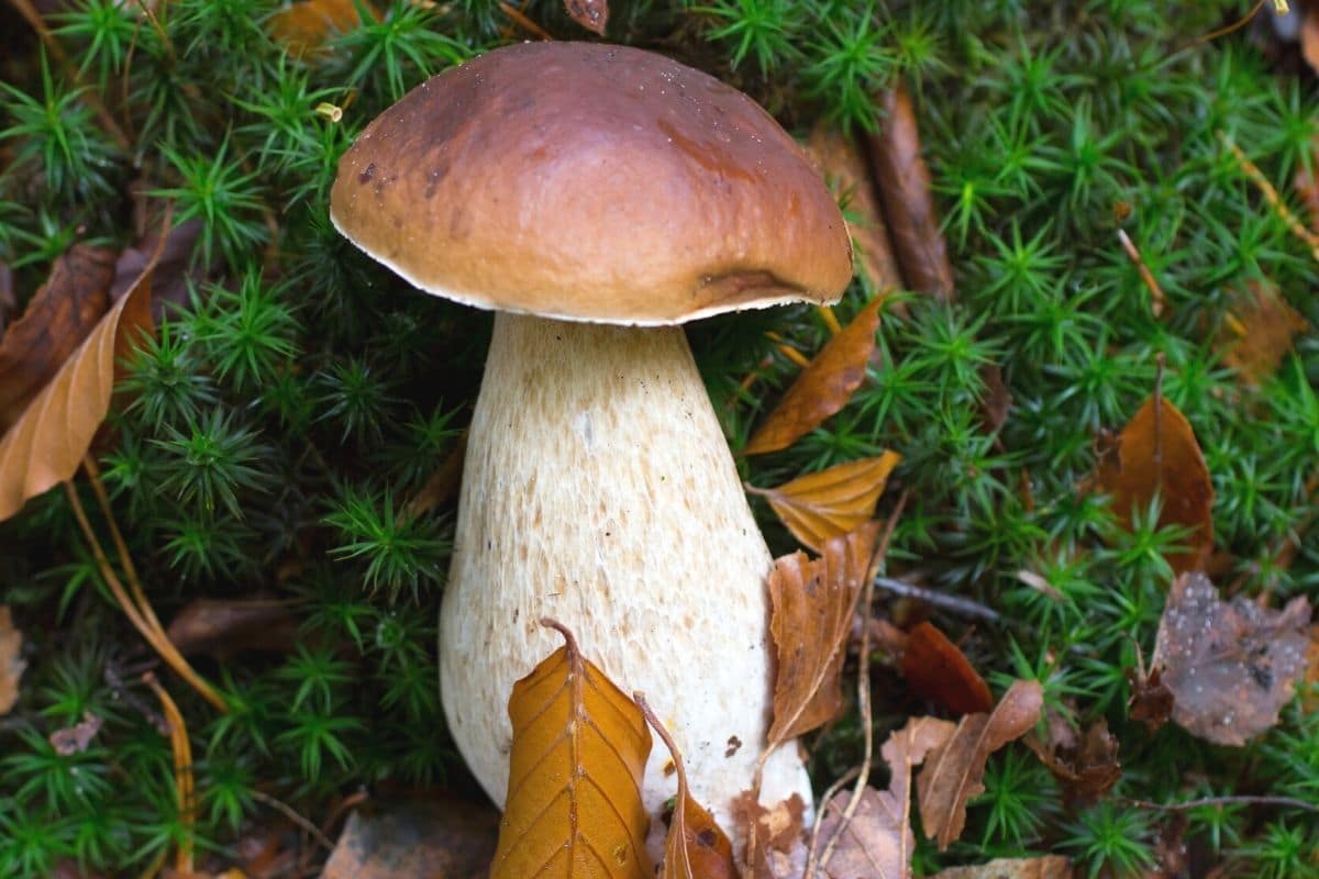 Steinpilz (Boletus edulis)