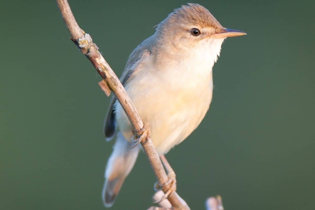 Sumpfrohrsänger (Acrocephalus palustris)