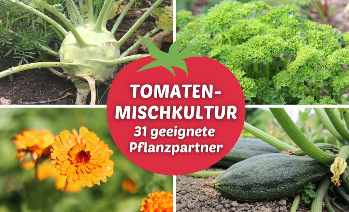 Tomaten-Mischkultur