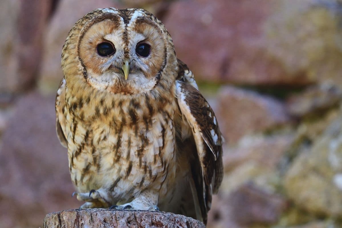 Waldkauz (Strix aluco)