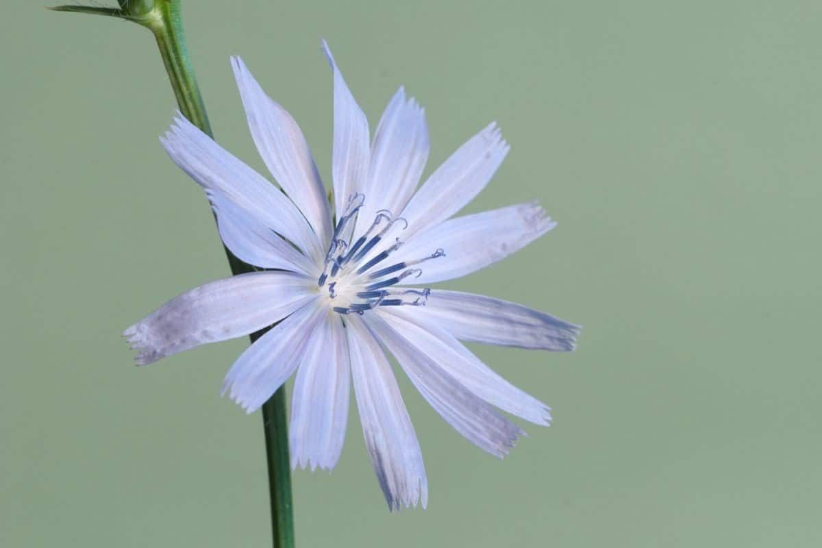 Wegwarte (Cichorium intybus)