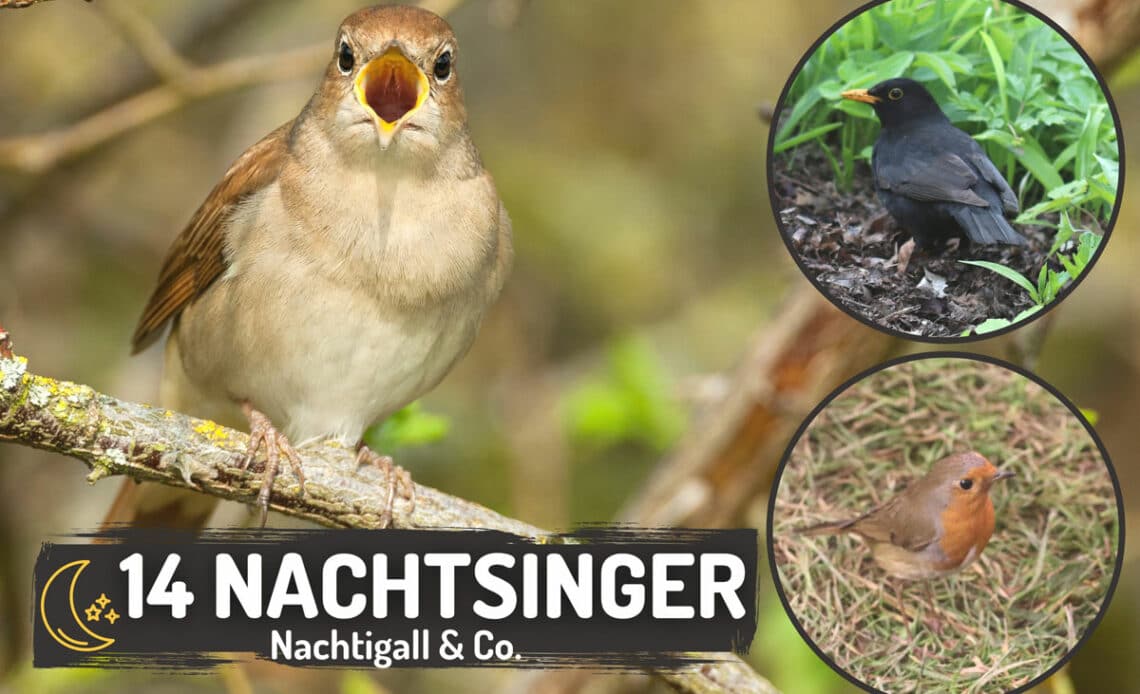 Welche Vögel singen nachts