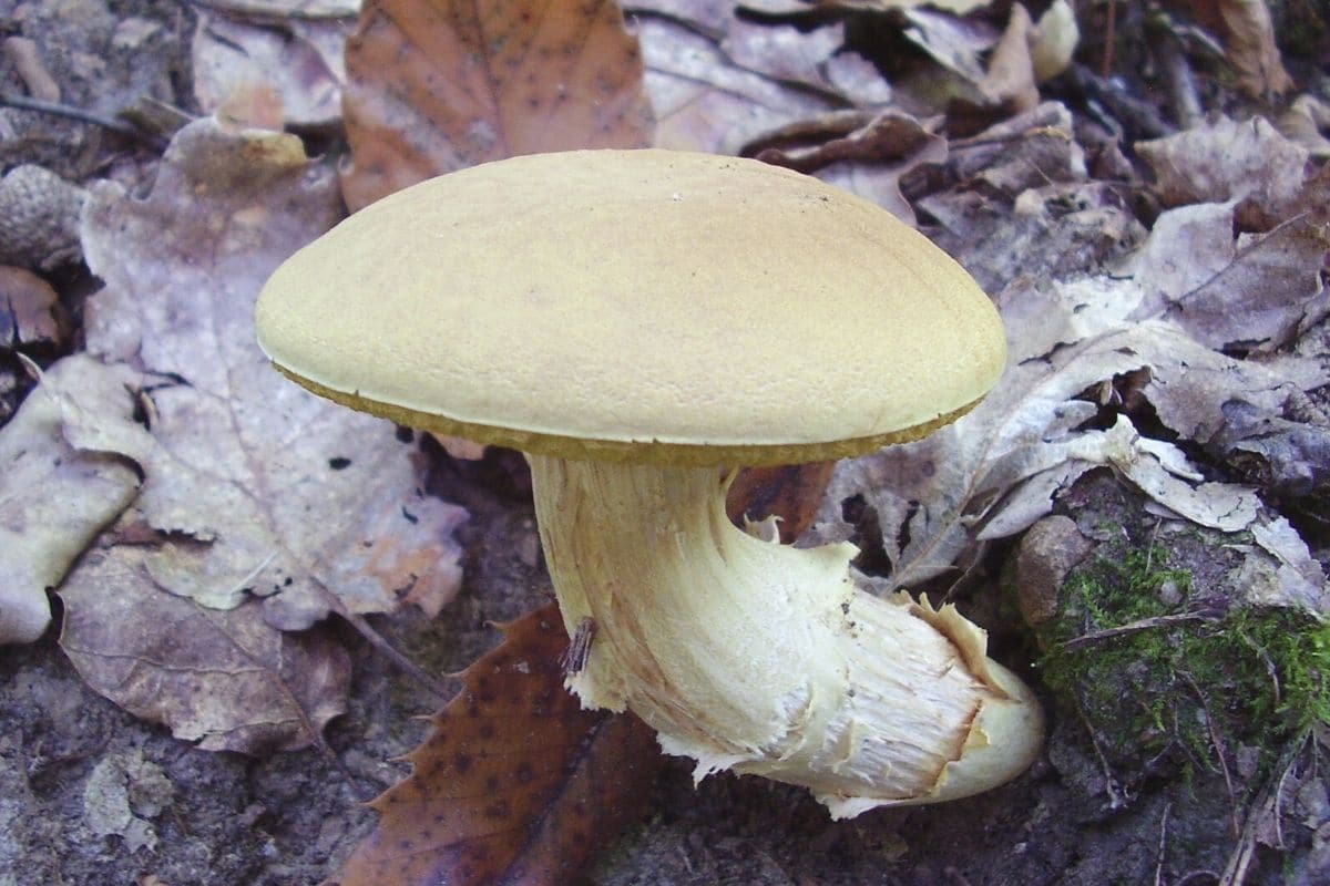 Ziegenlippe (Xerocomus subtomentosus)