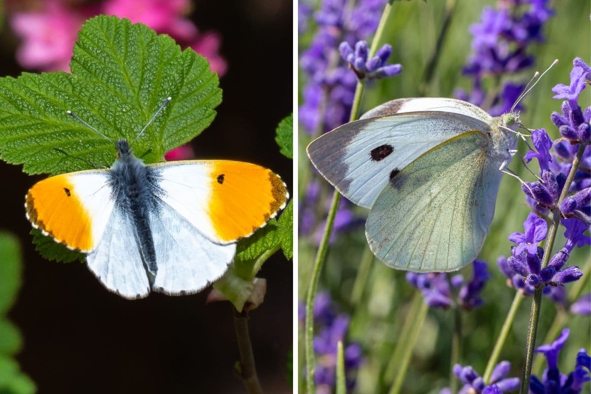 Aurorafalter (Anthocharis cardamines) und Große Kohlweißling (Pieris brassicae)