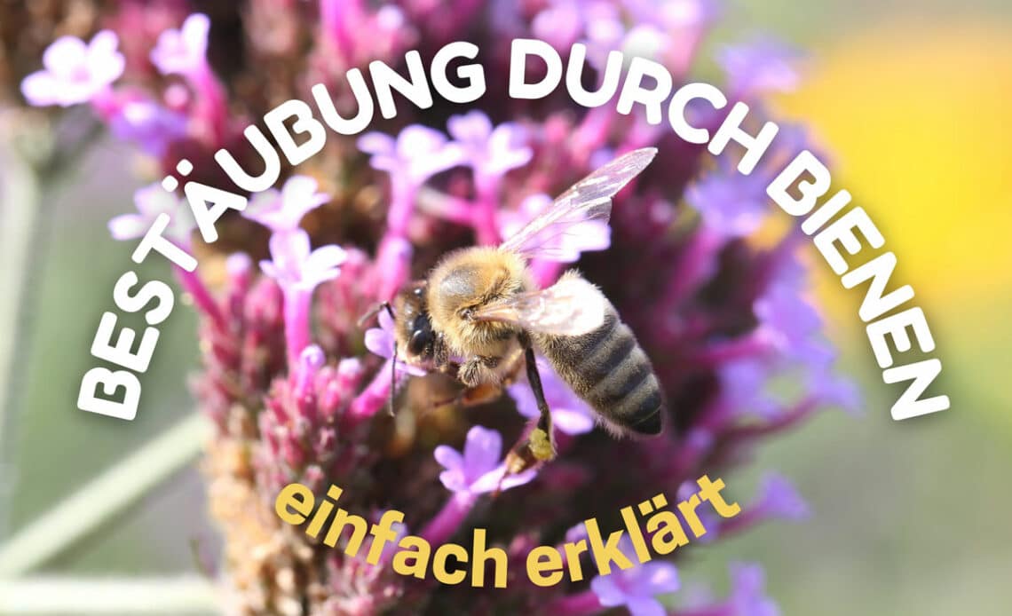 Bestäubung durch Bienen - Biene an Schmetterlingsflieder