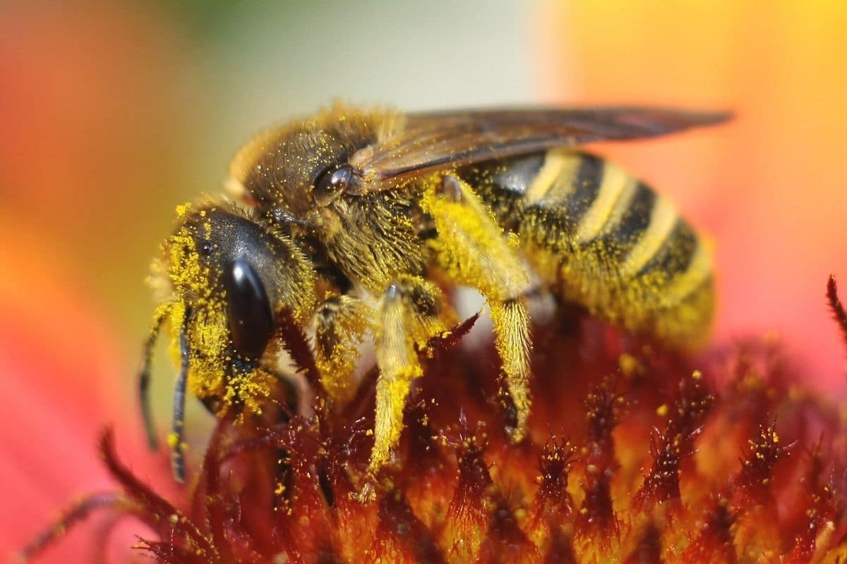 Biene in Blüte voller Pollen