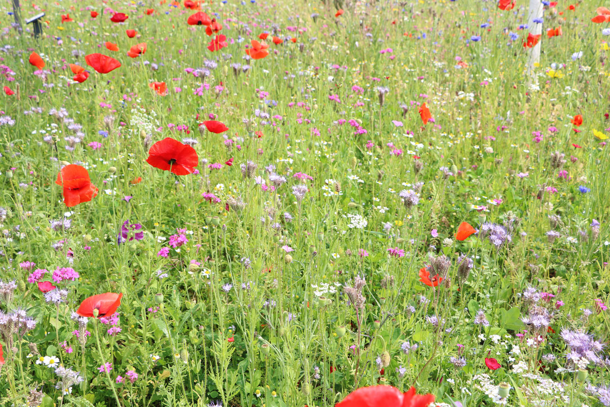 Blumenwiese