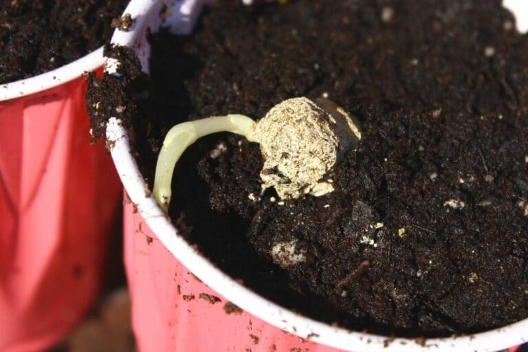 Ab wann kann man Dahlien vorziehen? So gelingt es Gartenrat.de