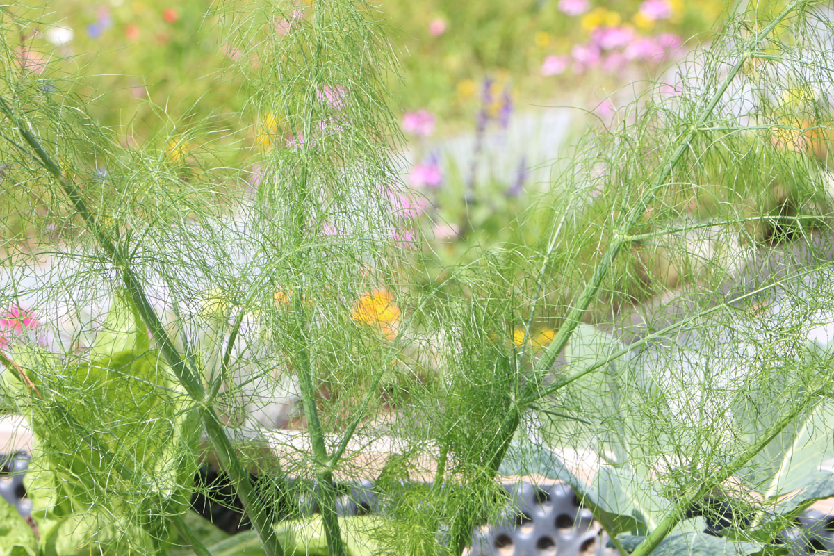 Fenchel (Foeniculum vulgare)