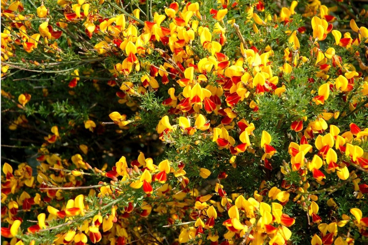 Gelbblühende Gauklerblume (Mimulus luteus)