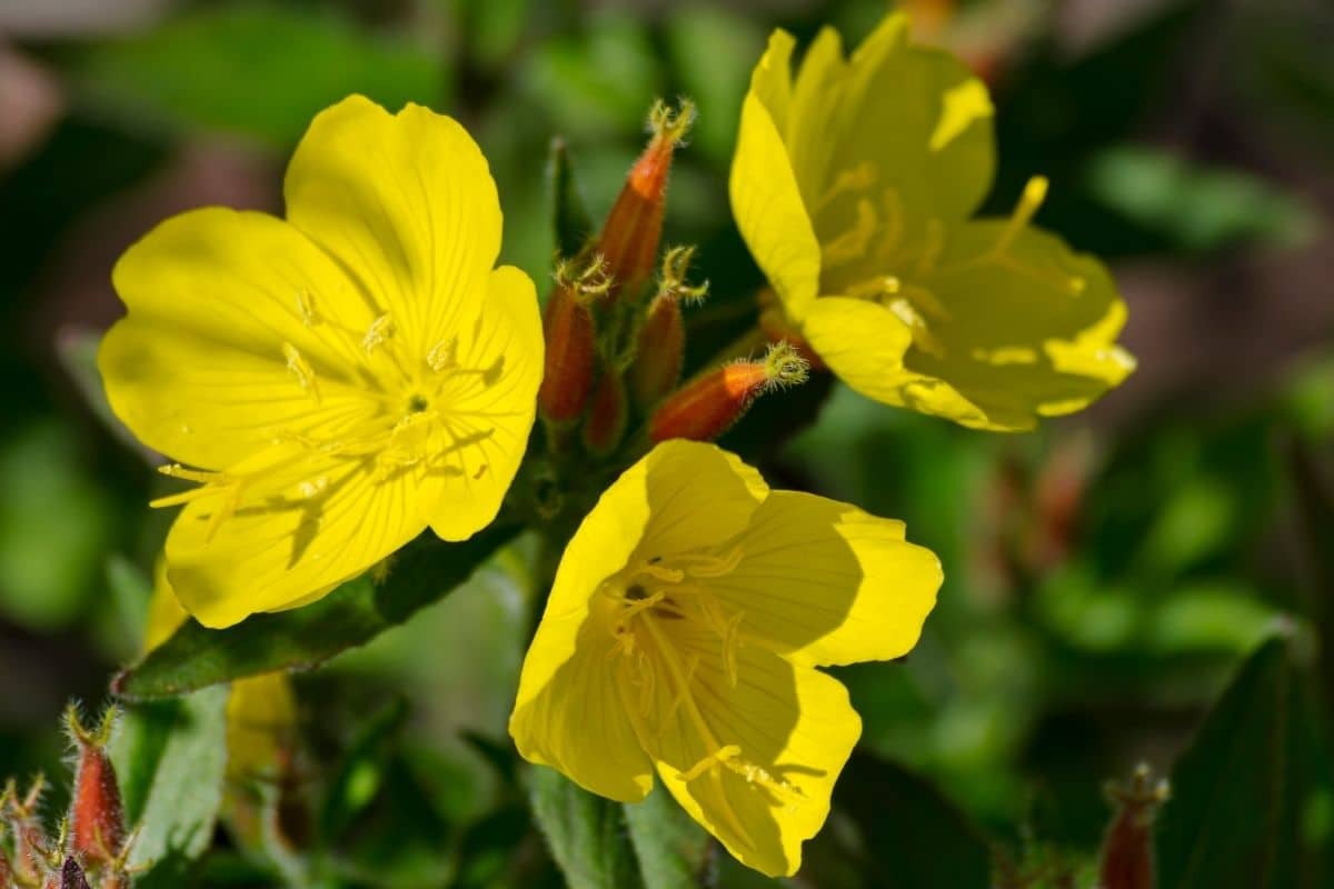 Gemeine Nachtkerze (Oenothera biennis)