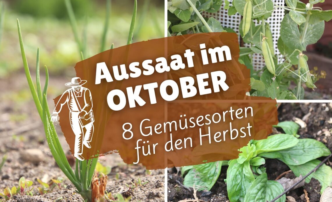 Gemüse-Aussaat im Oktober - Winterzwiebel, Winterbse und Feldsalat