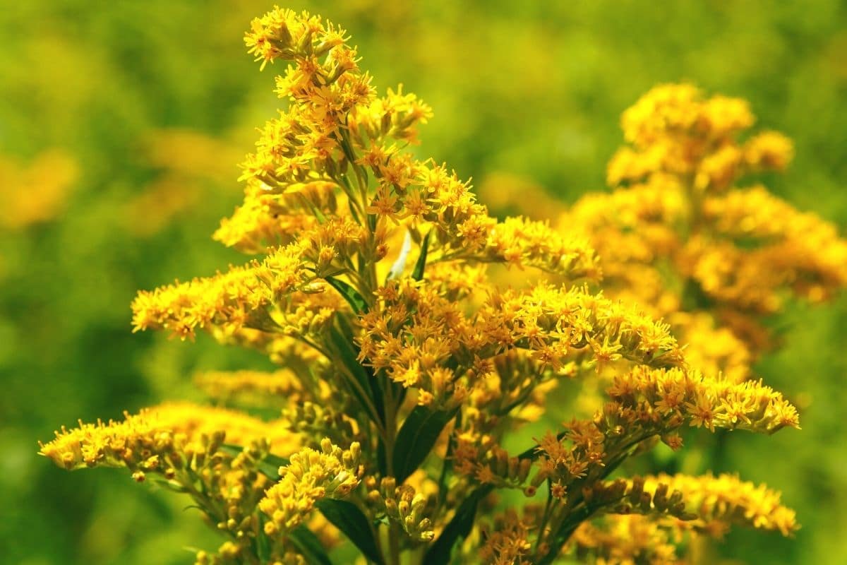 Gewöhnliche Goldrute (Solidago virgaurea)