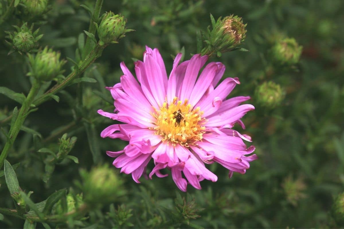 Kissenaster 'Herbstgruß vom Bresserhof' (Aster dumosus)