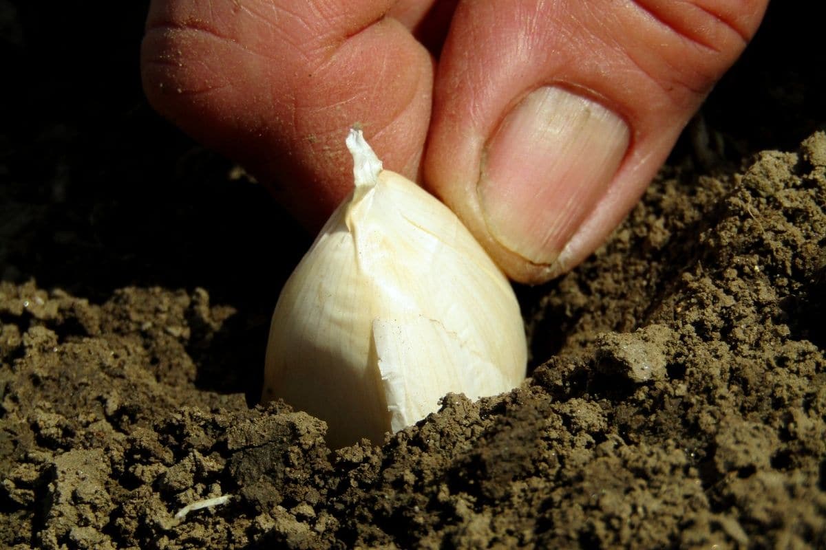 Knoblauch stecken