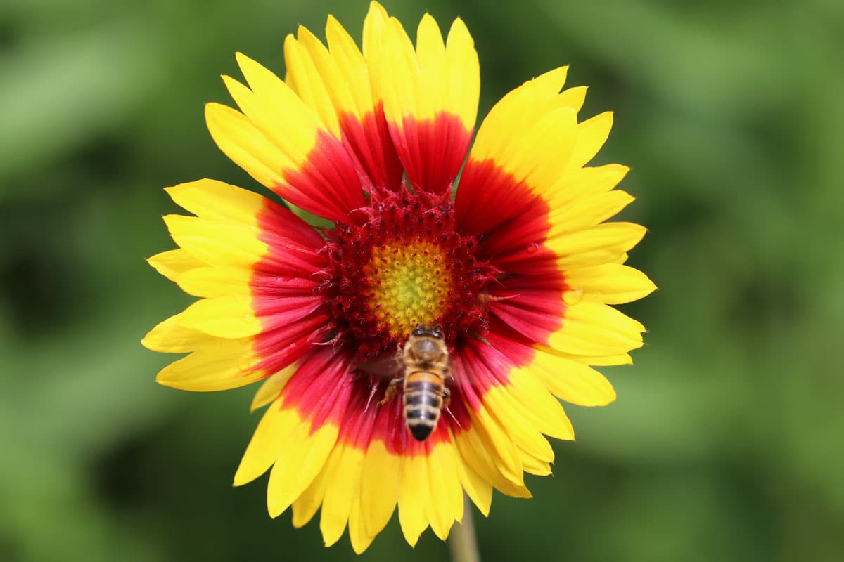 Kokardenblume (Gaillardia)