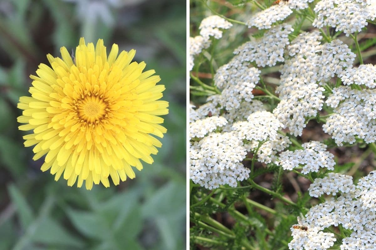 Löwenzahn (Taraxacum sect.  Ruderalia) und Schafgarbe (Achillea millefolium)