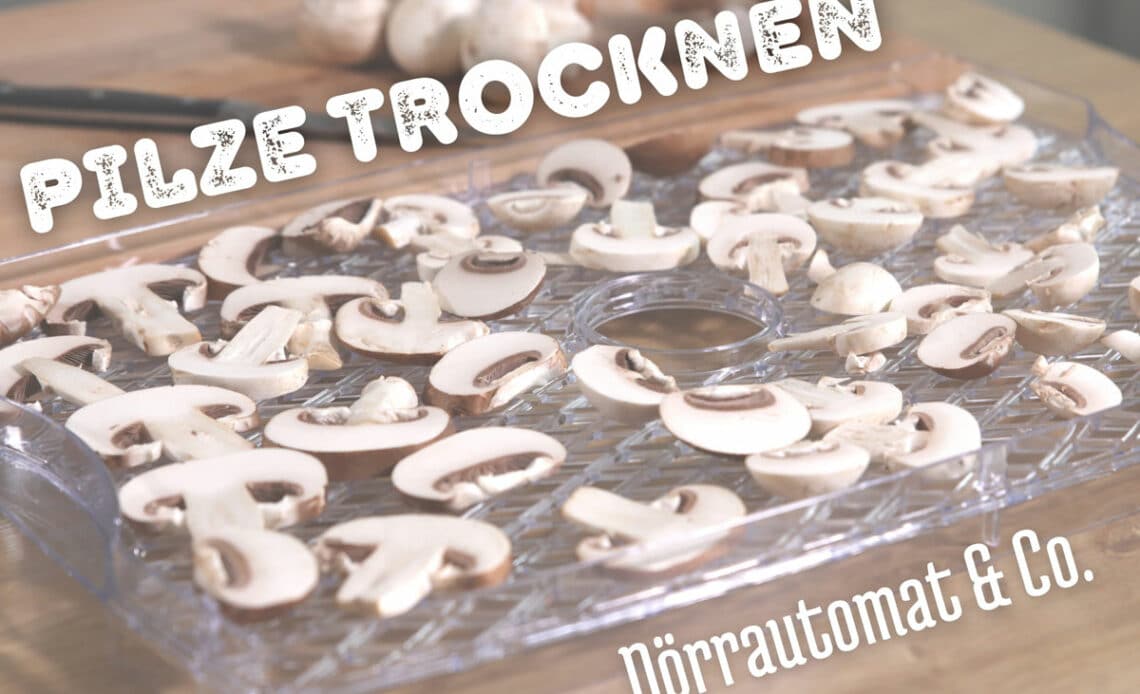 Pilze trocknen - Champignons auf Dörrgerät