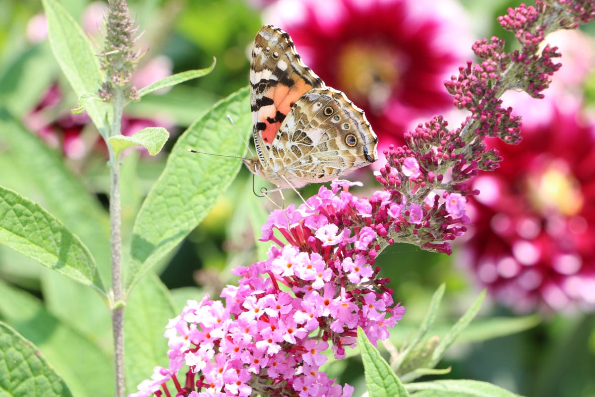 Schmetterlingsflieder (Buddleja davidii) mit Distelfalter (Vanessa cardui)