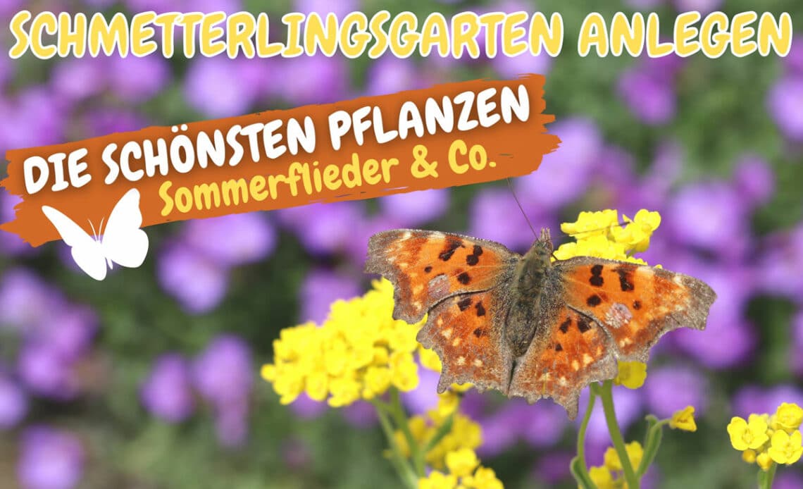 Schmetterlingsgarten anlegen