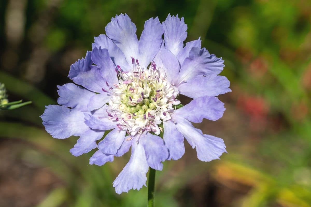 Skabiose (Scabiosa caucasica)