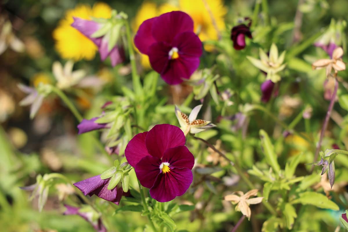 Veilchen (Viola)