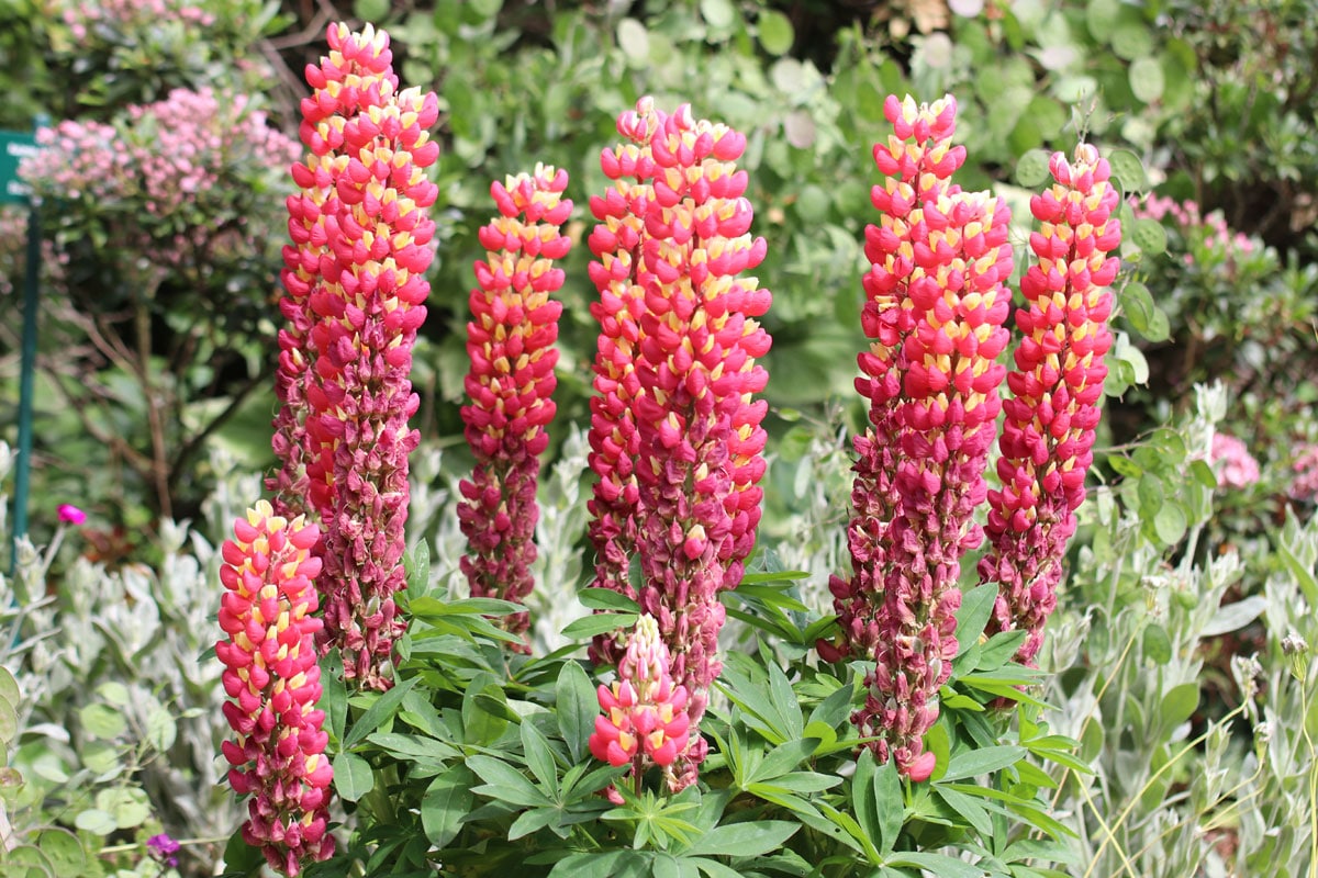 Vielblättrige Lupine (Lupinus polyphyllus)