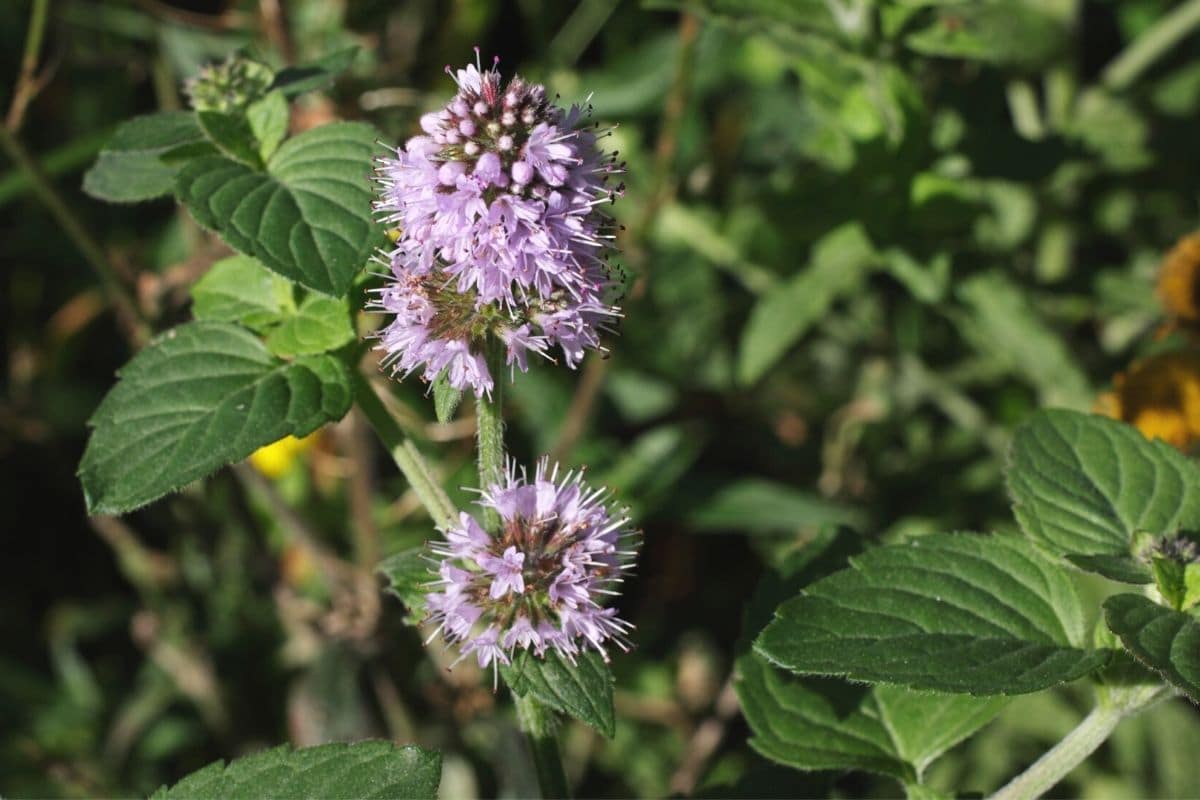 Wasserminze (Mentha aquatica)