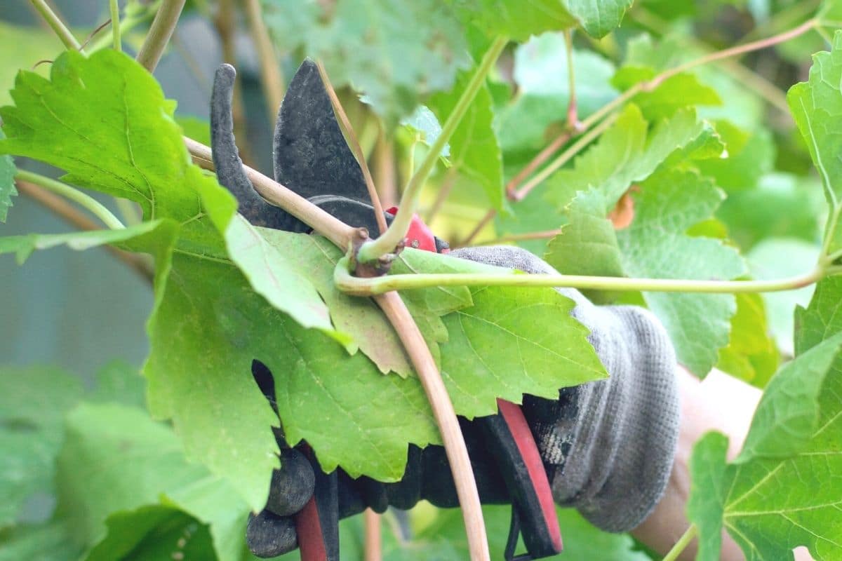 Wein schneiden