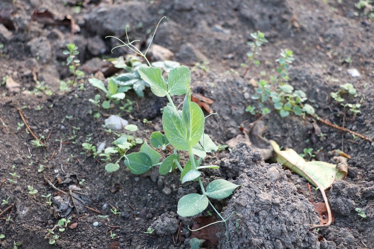 Wintererbse (Pisum sativum)