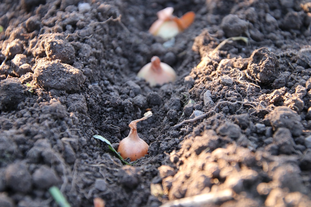 Wintersteckzwiebel (Allium cepa)