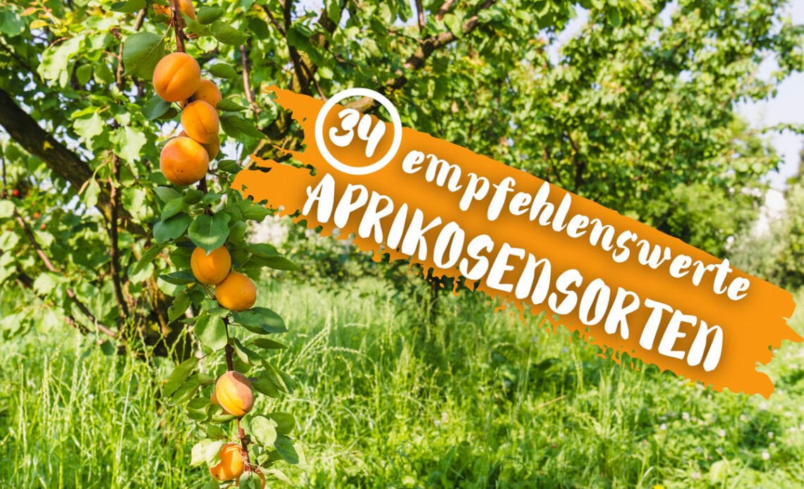 Aprikosensorten - Aprikosenbaum mit Früchten im Garten