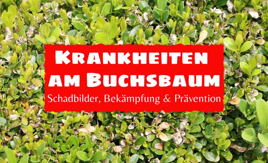 Buchsbaum-Krankheiten