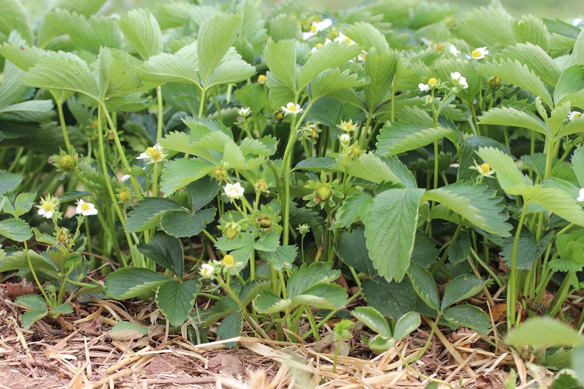 Erdbeeren (Fragaria)