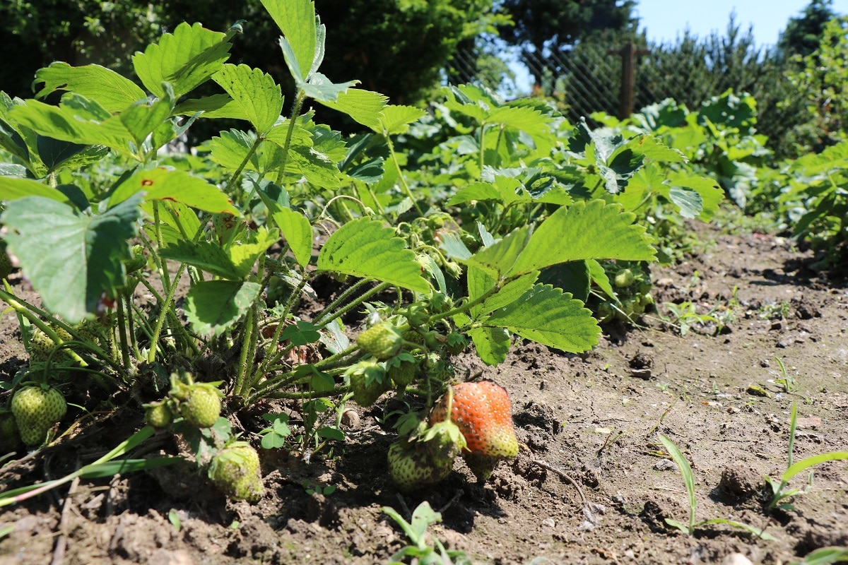 Erdbeeren (Fragaria) im Beet