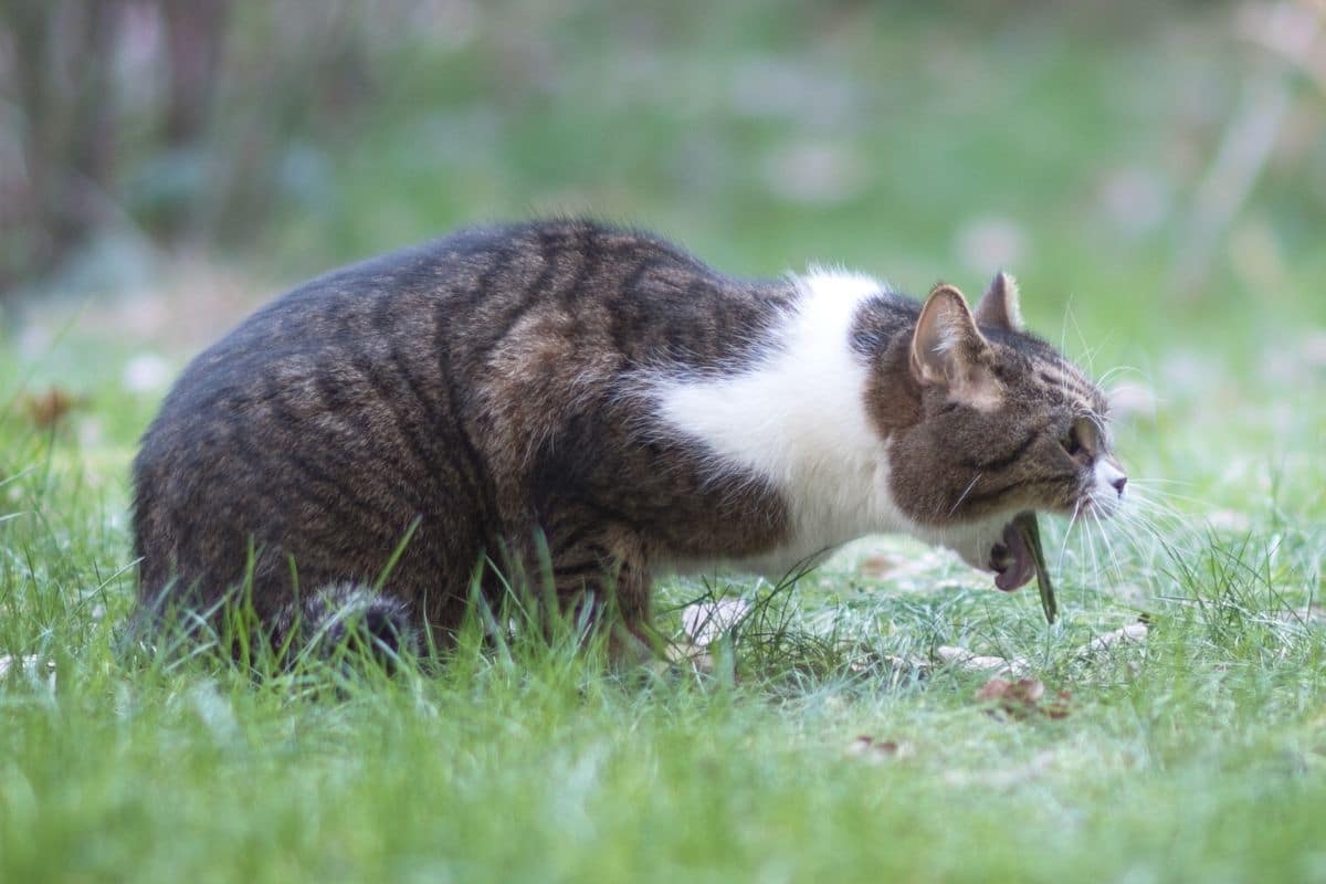 Katze erbricht sich